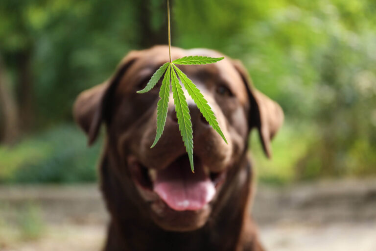 From Nervous to Serene: CBD Oil’s Benefits for Dogs