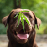 From Nervous to Serene: CBD Oil’s Benefits for Dogs