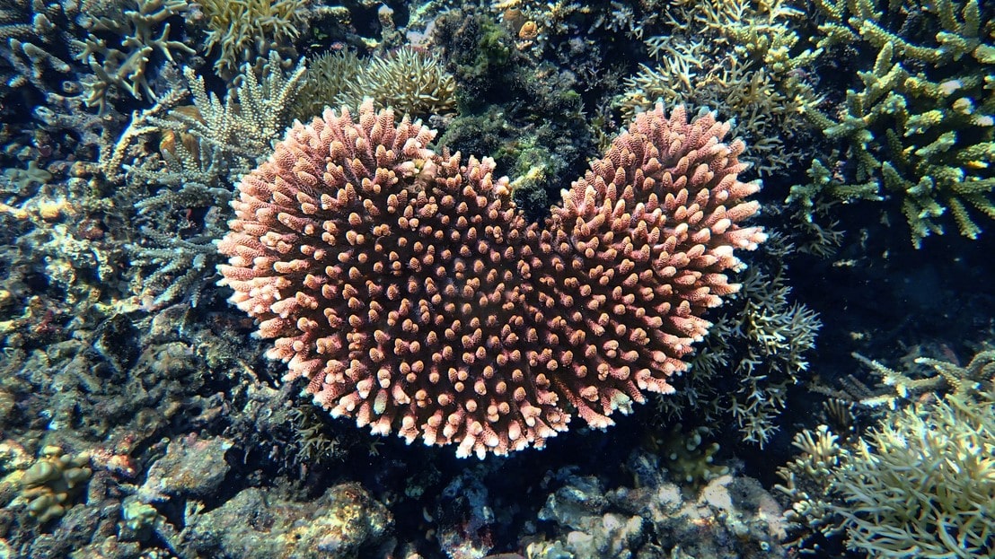Symbolic Coral Adoption Gifts That Nurture Marine Biodiversity and Awareness