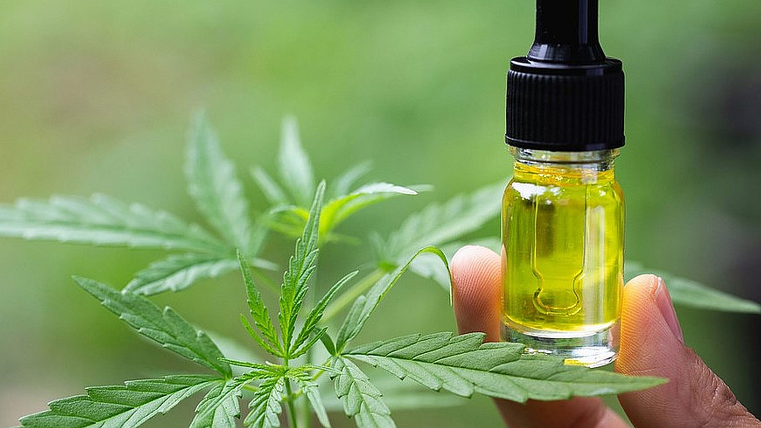 best cbd oil canada
